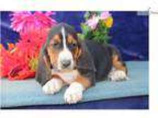 Basset Hound Puppy for sale in Lancaster, PA, USA