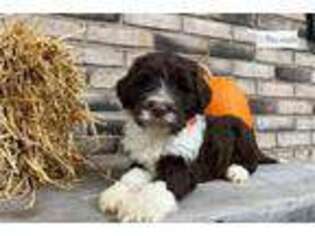 Portuguese Water Dog Puppy for sale in Canton, OH, USA