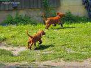 Irish Setter Puppy for sale in Deposit, NY, USA