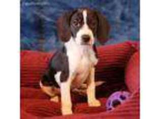Beagle Puppy for sale in Helena, MT, USA