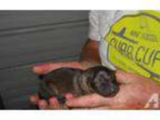 German Shepherd Dog Puppy for sale in SEGUIN, TX, USA
