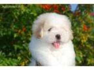 Coton de Tulear Puppy for sale in Riverview, FL, USA