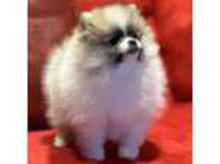 Pomeranian Puppy for sale in Springfield, MO, USA