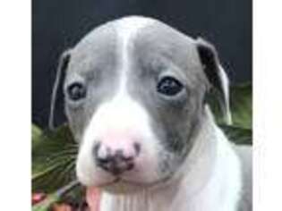 Italian Greyhound Puppy for sale in Bakersfield, CA, USA