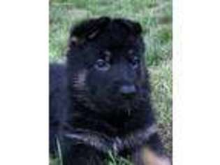German Shepherd Dog Puppy for sale in Newaygo, MI, USA
