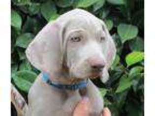 Weimaraner Puppy for sale in Gresham, OR, USA