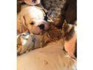 Bulldog Puppy for sale in Bridgeport, TX, USA