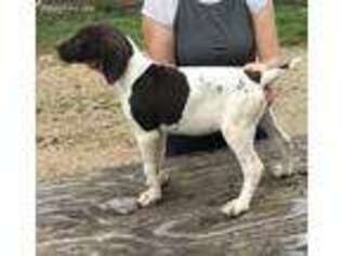 German Shorthaired Pointer Puppy for sale in Gays Mills, WI, USA