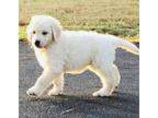 Goldendoodle Puppy for sale in Wake Forest, NC, USA