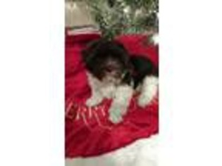 Havanese Puppy for sale in Glen Carbon, IL, USA