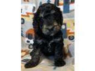 Mutt Puppy for sale in Eveleth, MN, USA