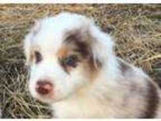 Australian Shepherd Puppy for sale in Bonne Terre, MO, USA