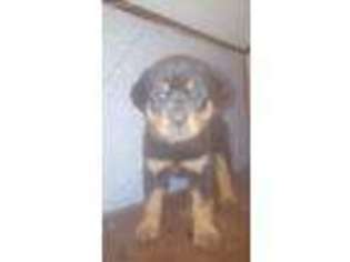 Rottweiler Puppy for sale in Birdsboro, PA, USA