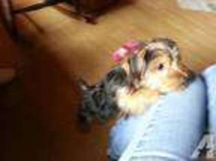 Yorkshire Terrier Puppy for sale in PINELLAS PARK, FL, USA