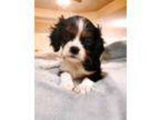 Cavalier King Charles Spaniel Puppy for sale in Longview, TX, USA