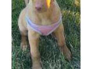 Labrador Retriever Puppy for sale in Palos Hills, IL, USA