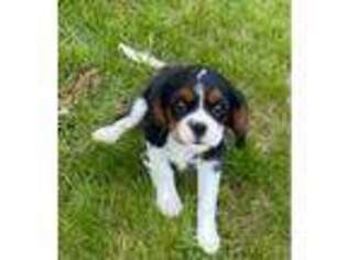 Cavalier King Charles Spaniel Puppy for sale in Fenton, MI, USA