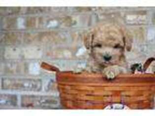 Labradoodle Puppy for sale in Bowling Green, KY, USA
