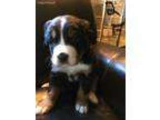 Bernese Mountain Dog Puppy for sale in Salisbury, MD, USA
