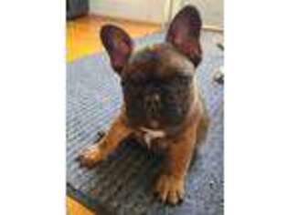 French Bulldog Puppy for sale in Libertytown, MD, USA