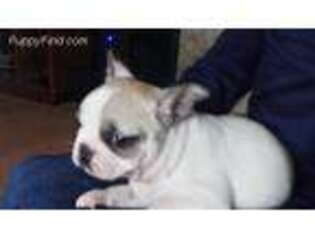 French Bulldog Puppy for sale in Corinth, KY, USA