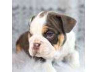 Bulldog Puppy for sale in Okemah, OK, USA