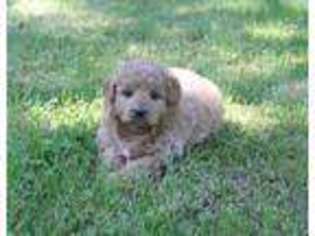 Goldendoodle Puppy for sale in Goodfield, IL, USA