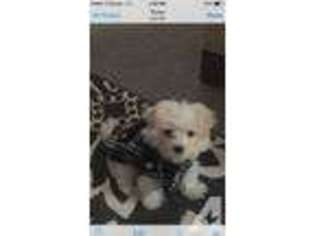 Maltese Puppy for sale in DURHAM, NC, USA