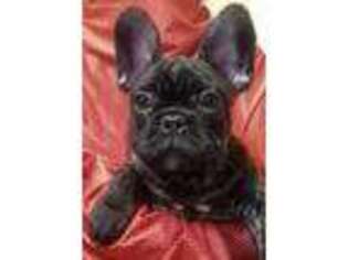 French Bulldog Puppy for sale in Raleigh, NC, USA
