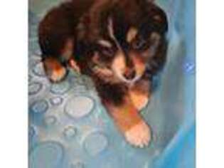Miniature Australian Shepherd Puppy for sale in Chiloquin, OR, USA