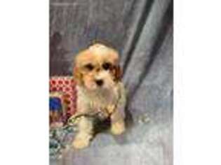 Cavapoo Puppy for sale in Mc Millan, MI, USA
