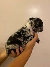 French Bulldog Puppy for sale in La Mesa, CA, USA