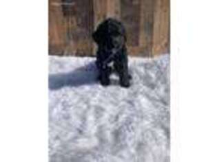 Mutt Puppy for sale in Indian Valley, ID, USA