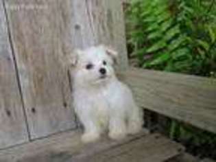 Maltese Puppy for sale in Scurry, TX, USA