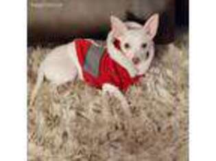 Chihuahua Puppy for sale in Woodland Hills, CA, USA