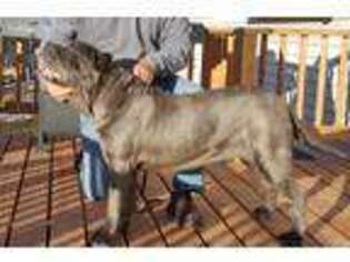 Neapolitan Mastiff Puppy for sale in Nevis, MN, USA