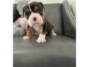 Olde English Bulldogge Puppy for sale in Charleston, SC, USA
