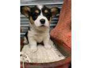Pembroke Welsh Corgi Puppy for sale in Tyler, MN, USA