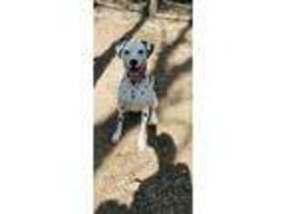 Dalmatian Puppy for sale in Raymond, MS, USA