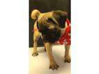 Pug Puppy for sale in Spring Hill, FL, USA