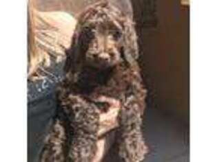 Labradoodle Puppy for sale in Riverside, CA, USA