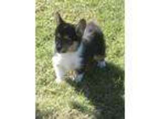 Pembroke Welsh Corgi Puppy for sale in Huntsville, AR, USA