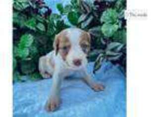 Brittany Puppy for sale in Columbia, MO, USA
