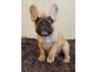 French Bulldog Puppy for sale in Fayetteville, NC, USA