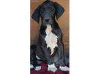 Great Dane Puppy for sale in Victorville, CA, USA