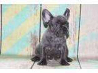 French Bulldog Puppy for sale in Bokchito, OK, USA