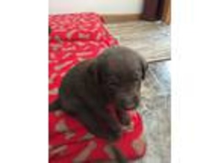 Labrador Retriever Puppy for sale in Hortonville, WI, USA