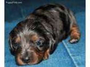 Dachshund Puppy for sale in Spokane, WA, USA