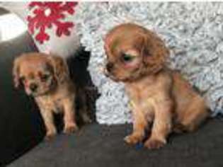 Cavalier King Charles Spaniel Puppy for sale in Saint Joe, IN, USA