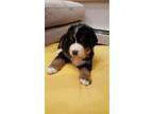 Bernese Mountain Dog Puppy for sale in Utica, NY, USA